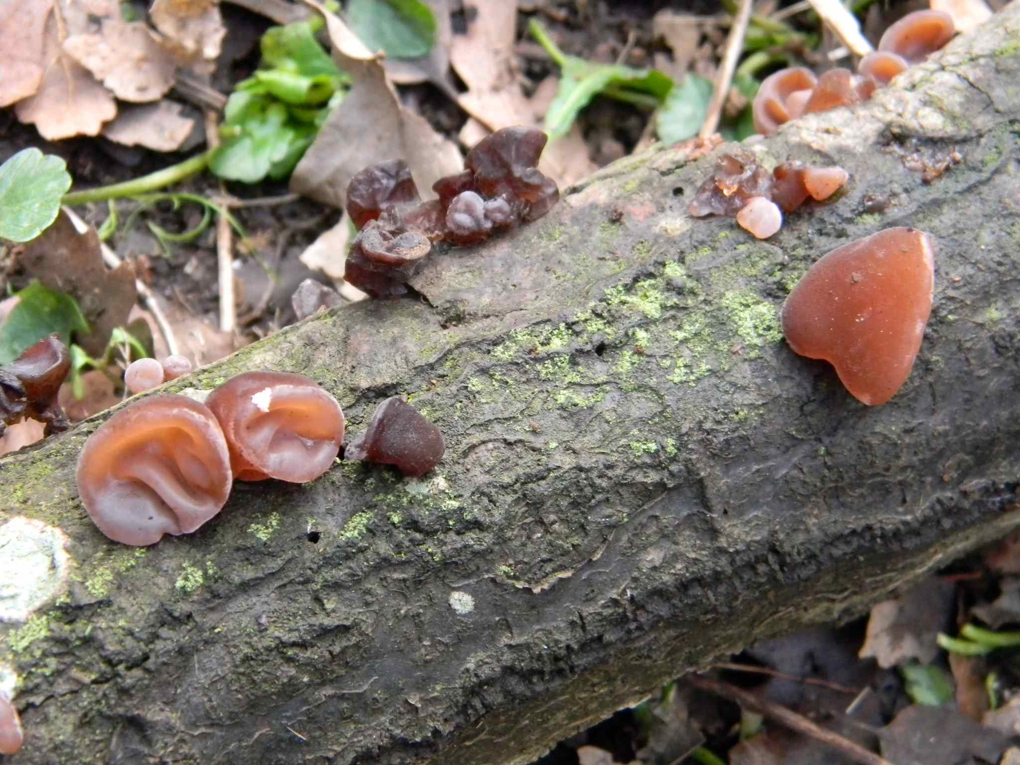 1918 Febbraio vecchio ritrovamento